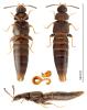 Placusa complanata